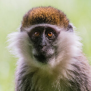 Lake Awassa - Grivet close-up